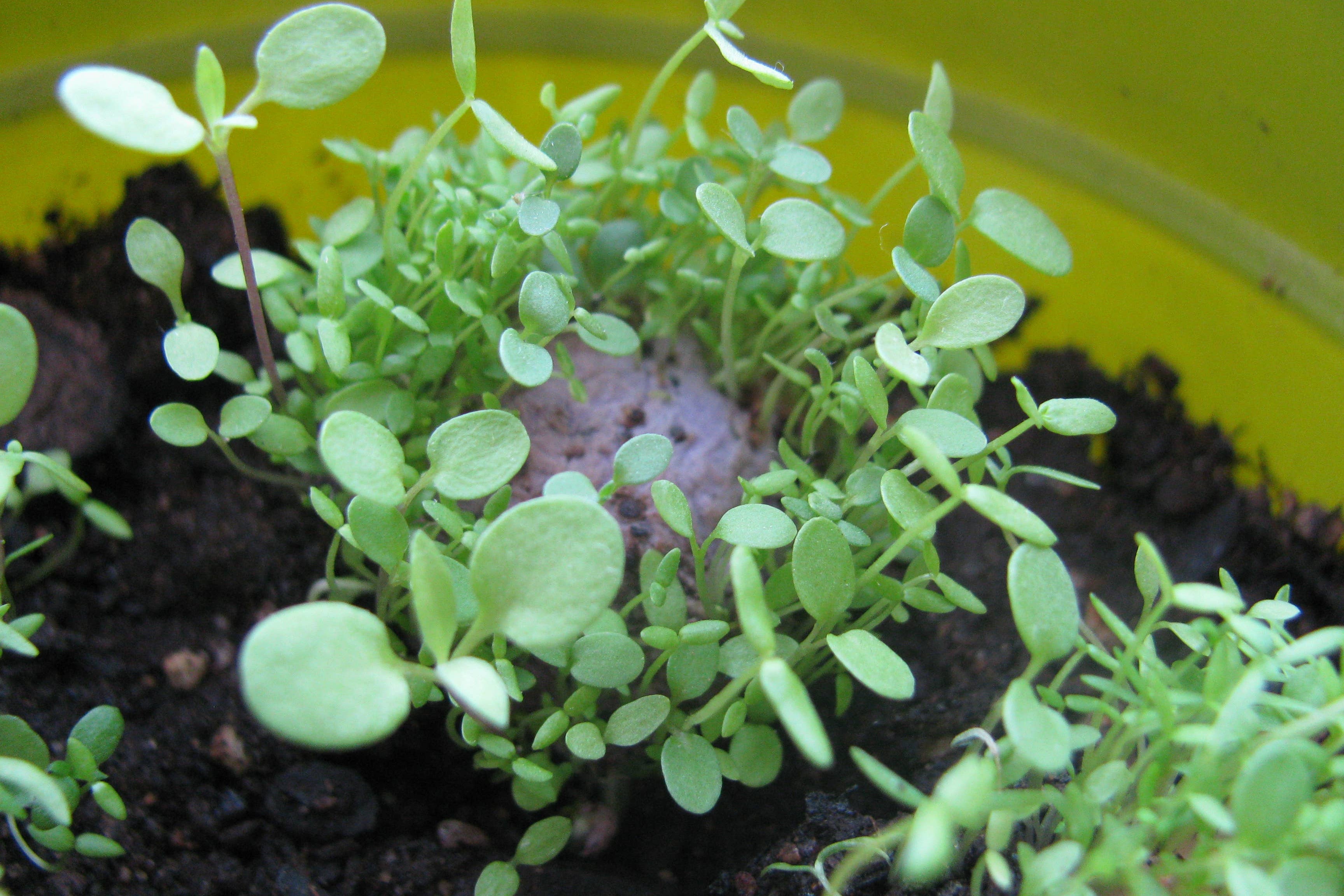Sprouts emerging from soil in a yellow pot. Numerous small green leaves, conveying freshness and growth in a cozy and nurturing environment.