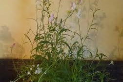 Potted plant with delicate purple and white flowers against a beige wall. The greenery is lush, creating a serene and natural indoor atmosphere.