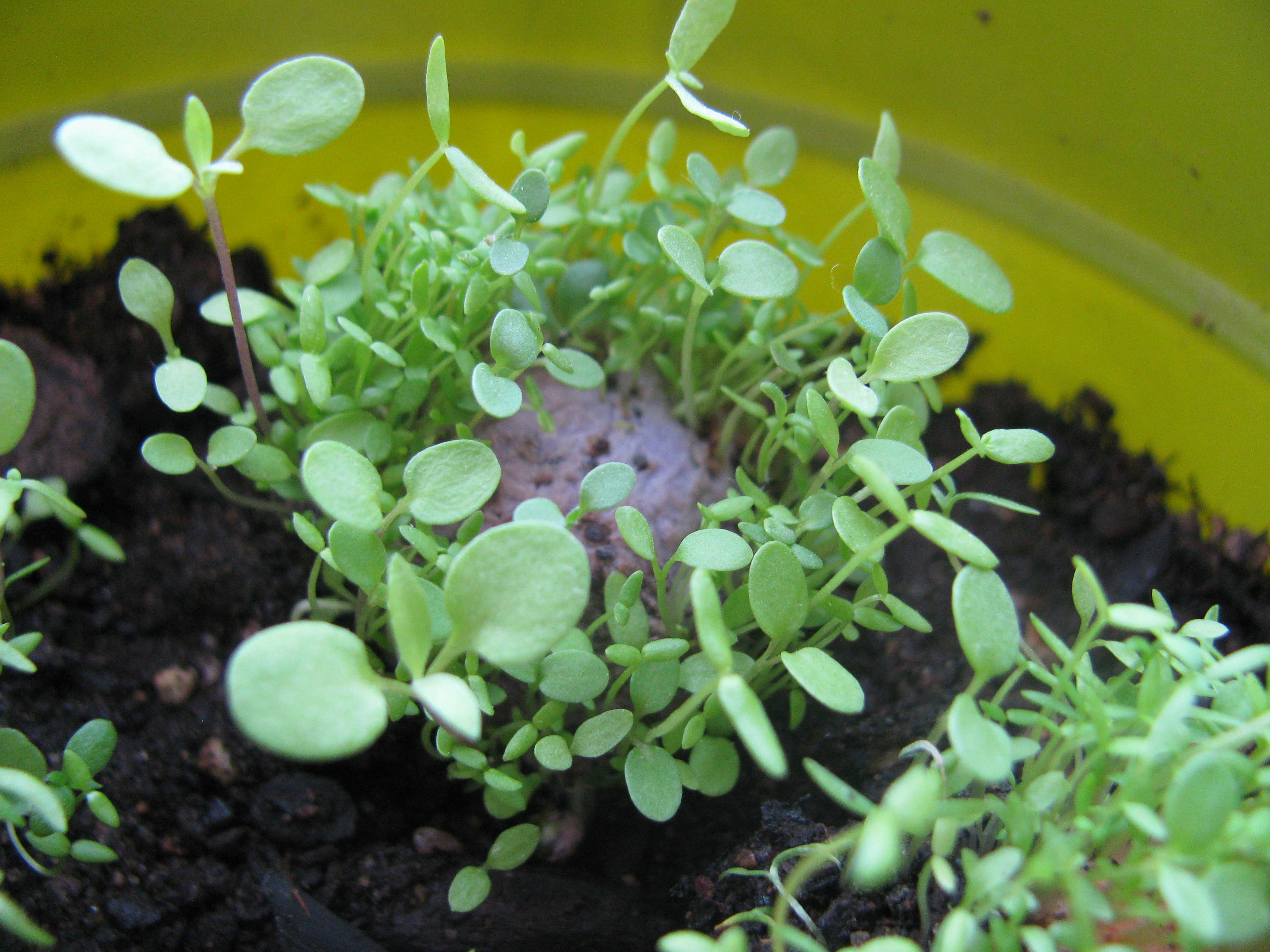 Sprouts emerging from soil in a yellow pot. Numerous small green leaves, conveying freshness and growth in a cozy and nurturing environment.