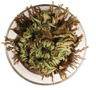 A round glass bowl holds a curled, leafy plant with green and brown hues. The plant's intricate, coiled structure appears lively and dynamic.