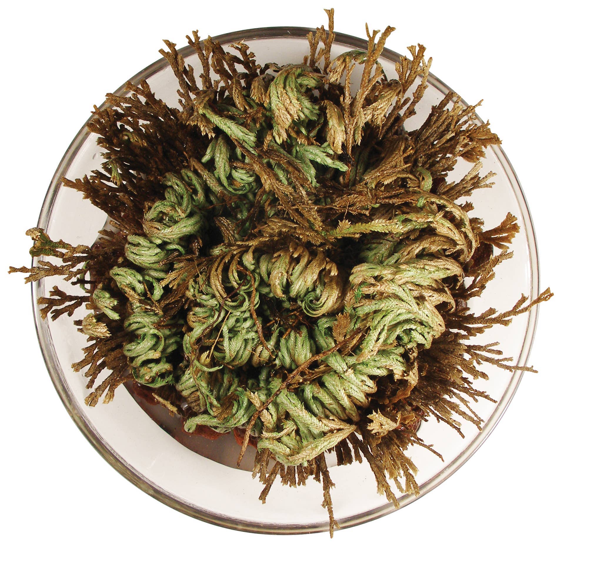 A round glass bowl holds a curled, leafy plant with green and brown hues. The plant's intricate, coiled structure appears lively and dynamic.