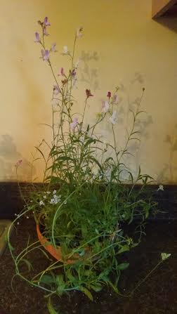 Potted plant with delicate purple and white flowers against a beige wall. The greenery is lush, creating a serene and natural indoor atmosphere.