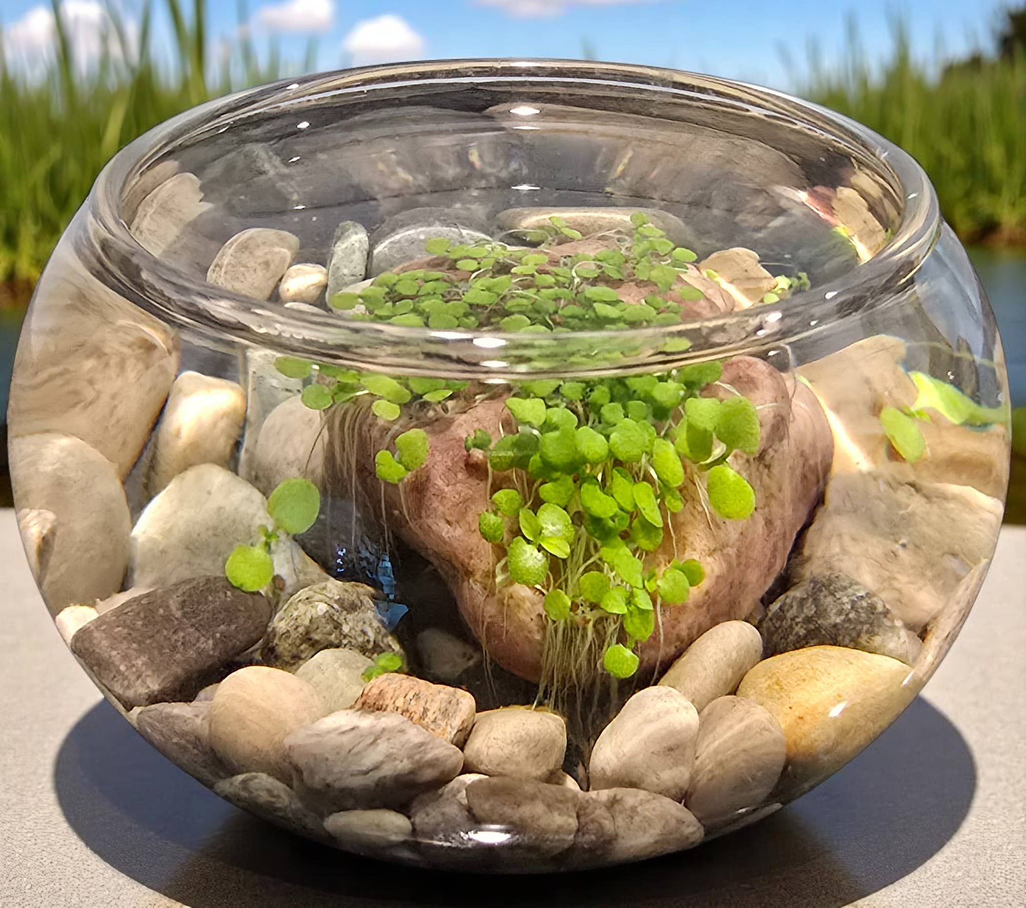A glass bowl with small green plants growing on a central rock, surrounded by pebbles. The scene conveys tranquility, set against a blurred natural background.