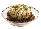 A dried Rose of Jericho plant sits in a transparent bowl on red rocks. The twisted leaves are brown with hints of green, suggesting potential growth.