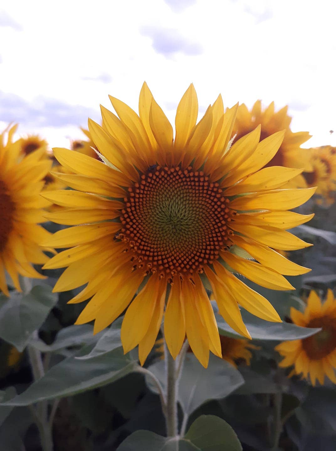 Close-up of a vibrant yellow sunflower with a textured center against a cloudy sky. Surrounding sunflowers add depth, evoking a cheerful summer mood.
